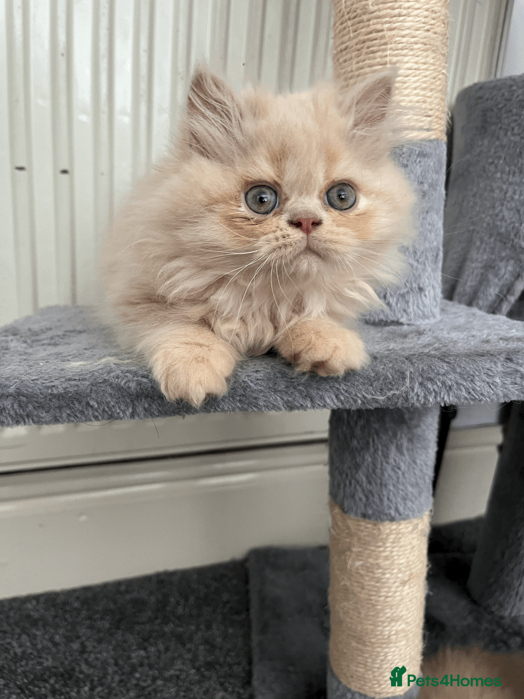 Persian cats for sale: 🐾 Persian Kittens for Sale 🐾 - Advert 2