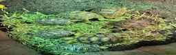 Tortoise reptiles for sale: BABY LEOPARDS & SET UPS - Advert 8