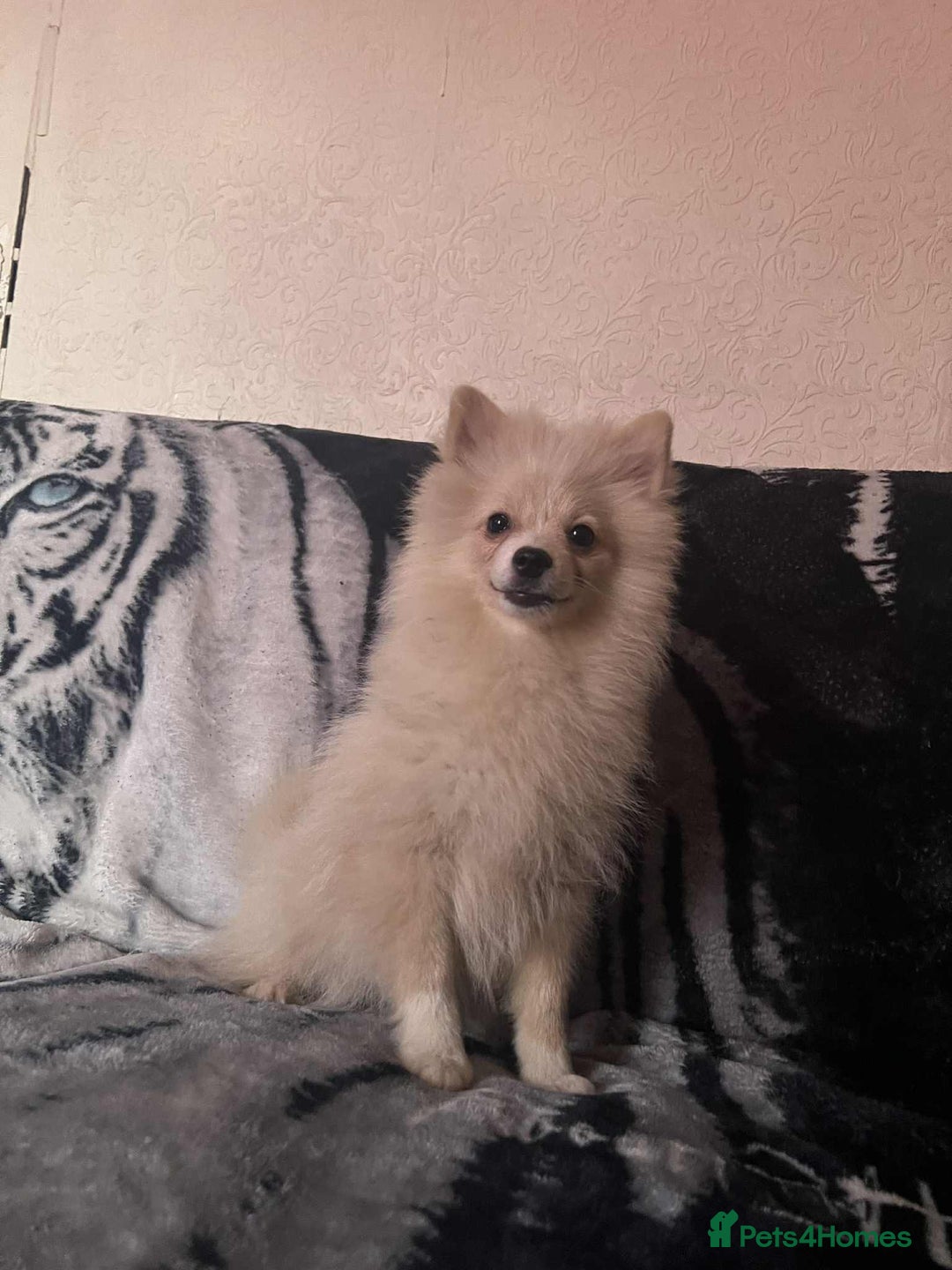 Pomeranian dogs for sale: 4 beautiful Pomeranian's looking for forever home  - Image 5