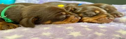 Miniature Dachshund dogs for sale: The Cutest Dachshunds  - Advert 8