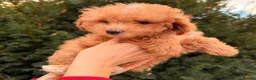 Maltipoo dogs for sale: Gorgeous Red Maltipoo Boys❤️ Ready Now! in Milton Keynes - Advert 9
