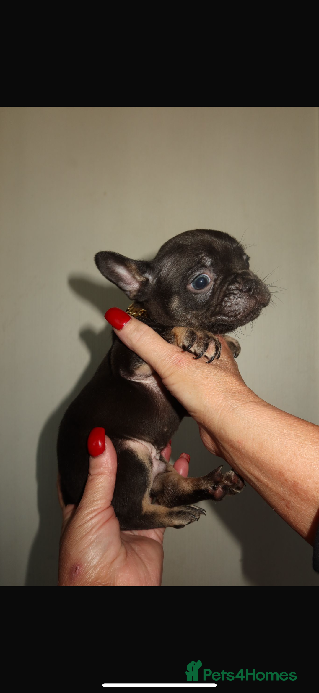 French Bulldog dogs for sale: Reduced! Stunning french bulldogs  - Advert 11