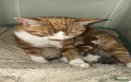 Domestic Shorthair cats for sale: ✨ Adorable Kittens – Ready to Reserve ✨ - Image 5