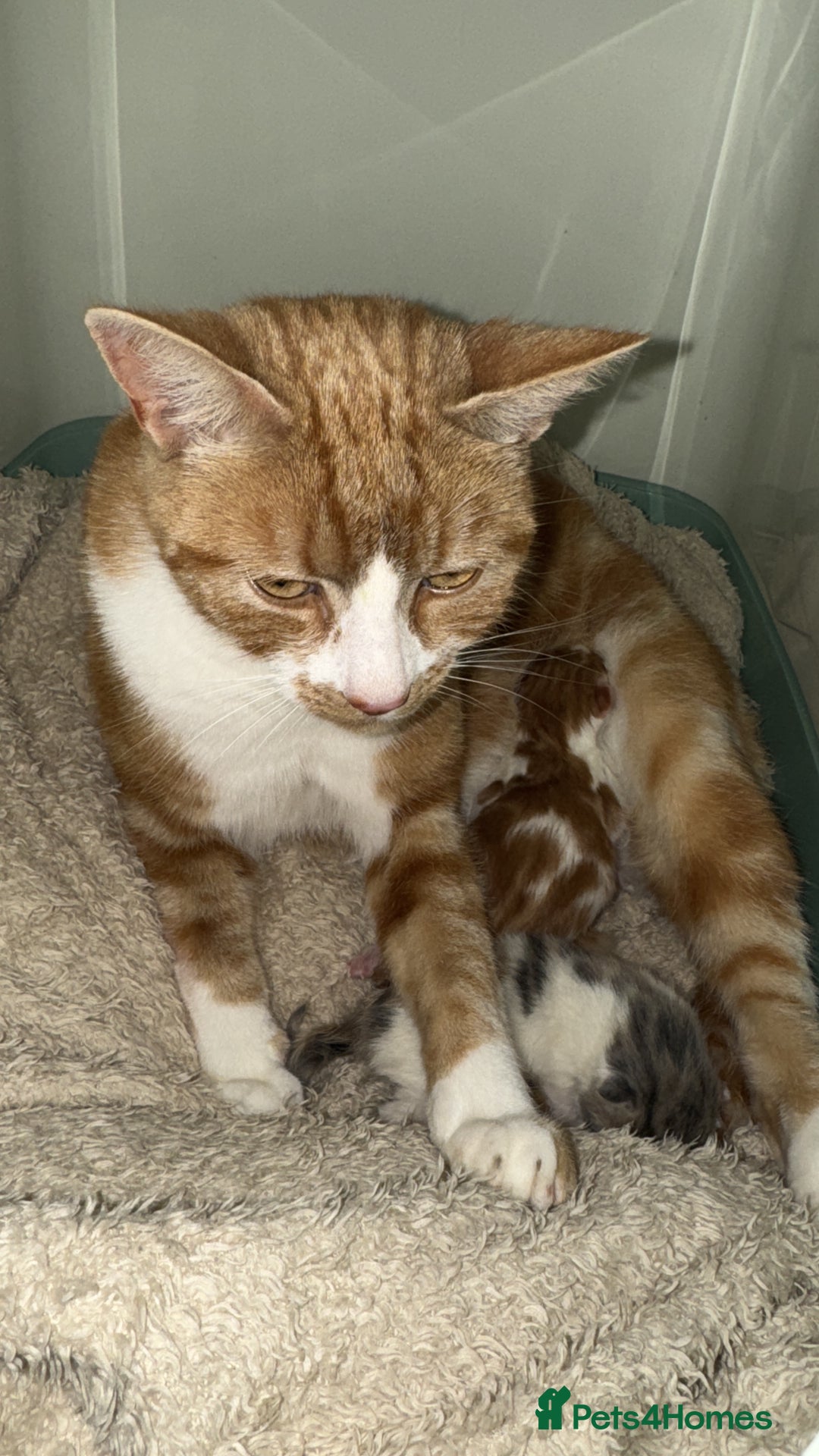 Domestic Shorthair cats for sale: ✨ Adorable Kittens – Ready to Reserve ✨ - Image 5