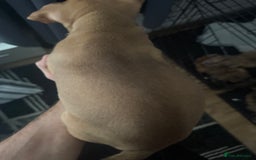Mixed Breed dogs for sale: Tri chocolate  Corso mixed - Image 30