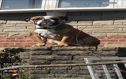 English Bulldog dogs for sale: English Bulldog Needs new Home  - Image 6