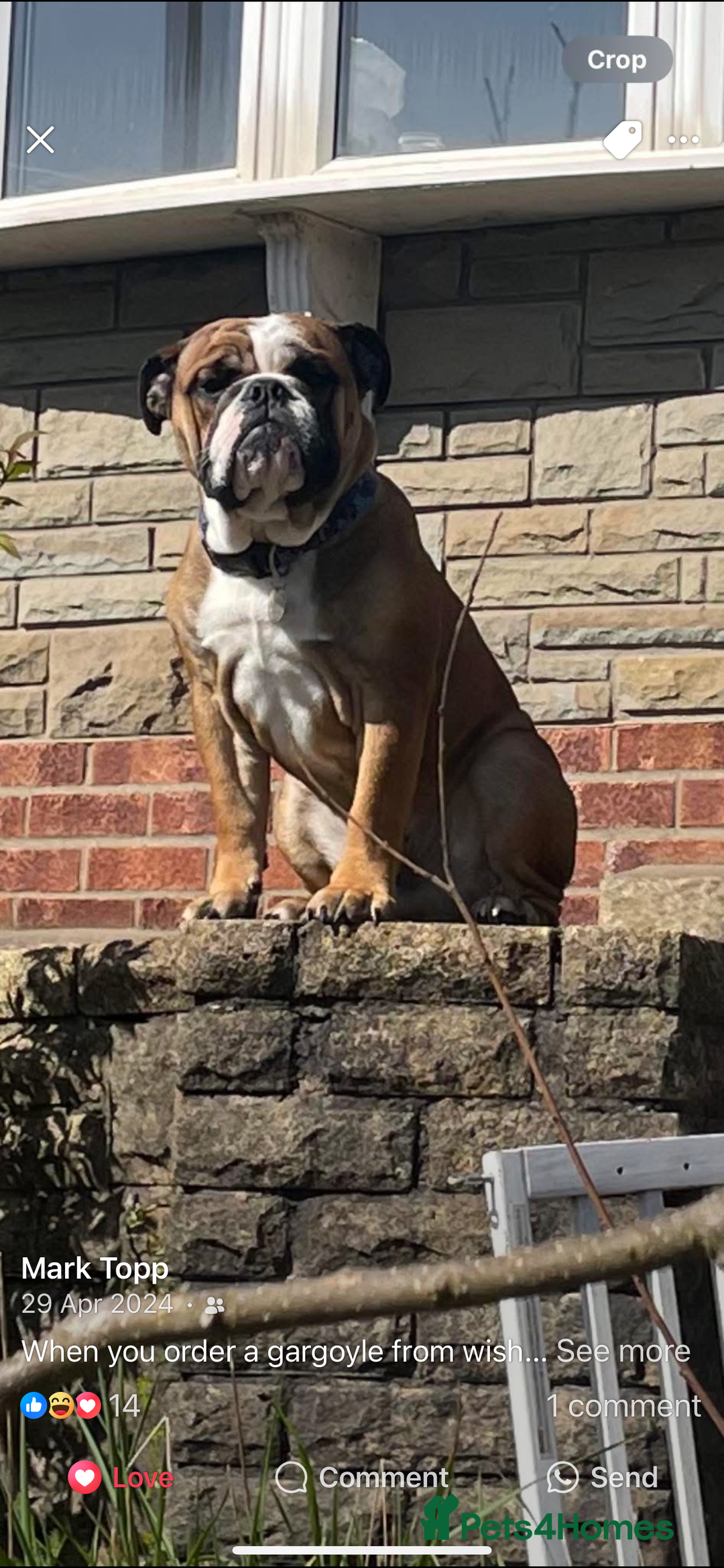 English Bulldog dogs for sale: English Bulldog Needs new Home  - Image 6