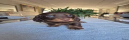 Miniature Dachshund dogs for sale: Beautiful Miniature Dachshund Puppies!💙💙♥️♥️♥️ - Advert 15