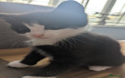Mixed Breed cats for sale: **2 kittens left*** Beautiful litter - Image 11