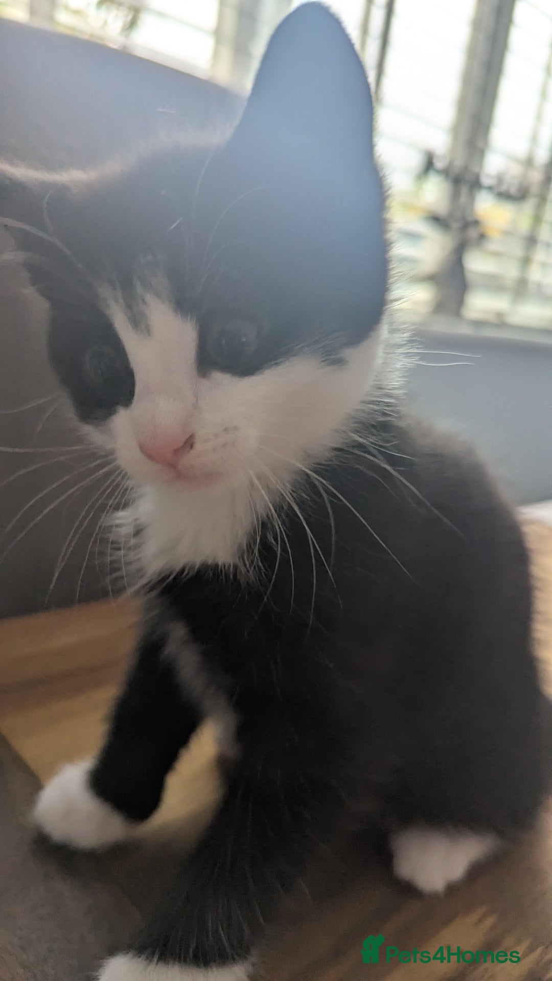 Mixed Breed cats for sale: **2 kittens left*** Beautiful litter - Image 11