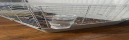 Guinea Pig rodents for sale: Two male guinea pigs  in Mitcham - Advert 5