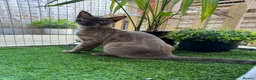 Bengal cats for sale: Beautiful Health Tested Bengals - Advert 7