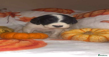 Mixed Breed dogs - Advert 14