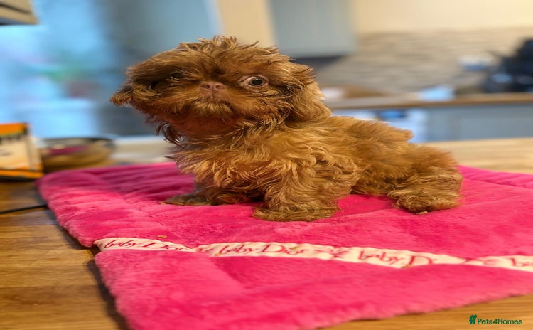 Shih Tzu dogs - Advert 3