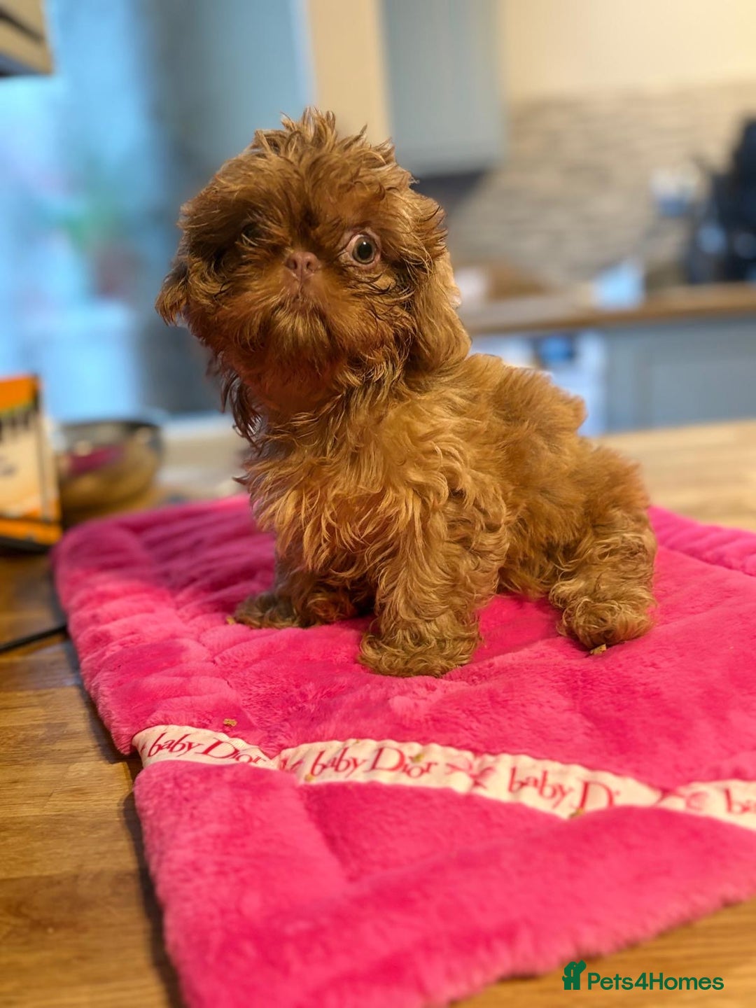 Shih Tzu dogs for sale: Petite Stunning female Shihtzu puppy - Image 1