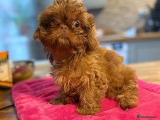 Shih Tzu dogs - Advert 26