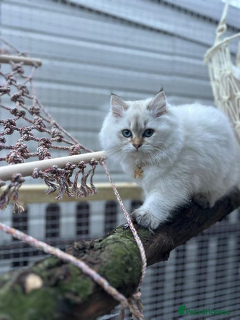 Ragdoll cats - Advert 2