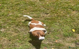 Jack Russell dogs for stud: Jack Russell Stud - Image 3