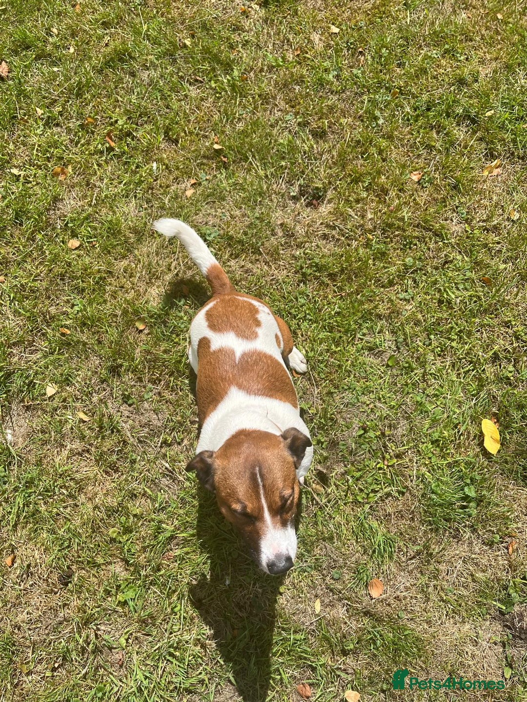 Jack Russell dogs for stud: Jack Russell Stud - Image 3