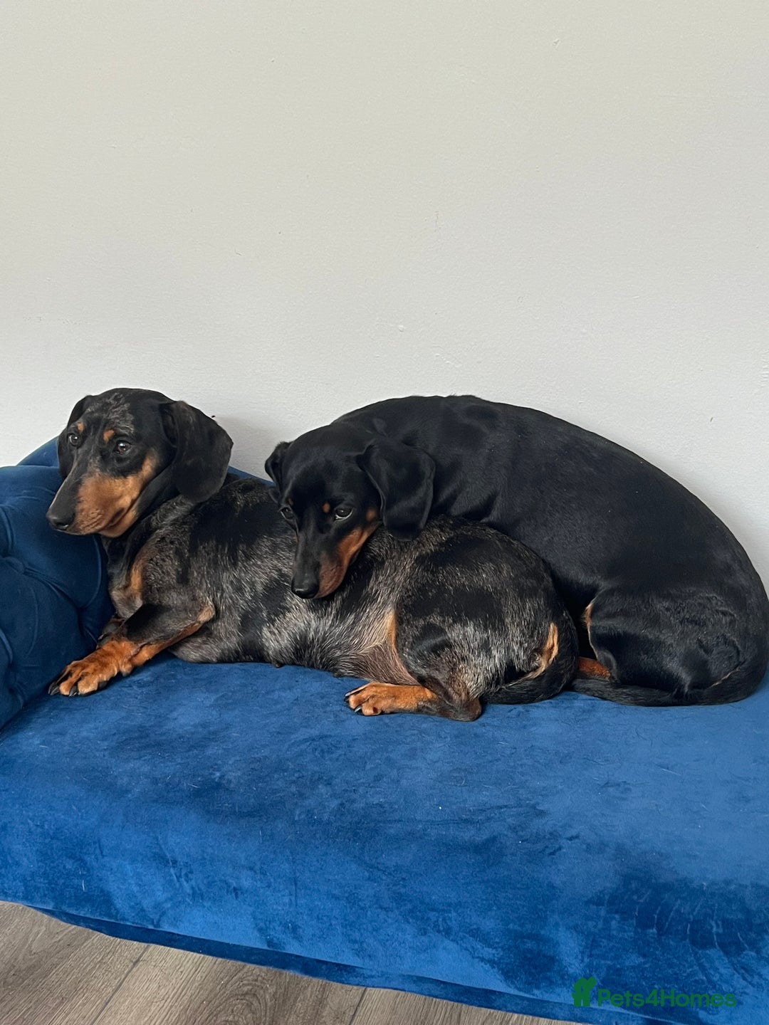Miniature Dachshund dogs for sale: LADY & RUBY - Advert 10