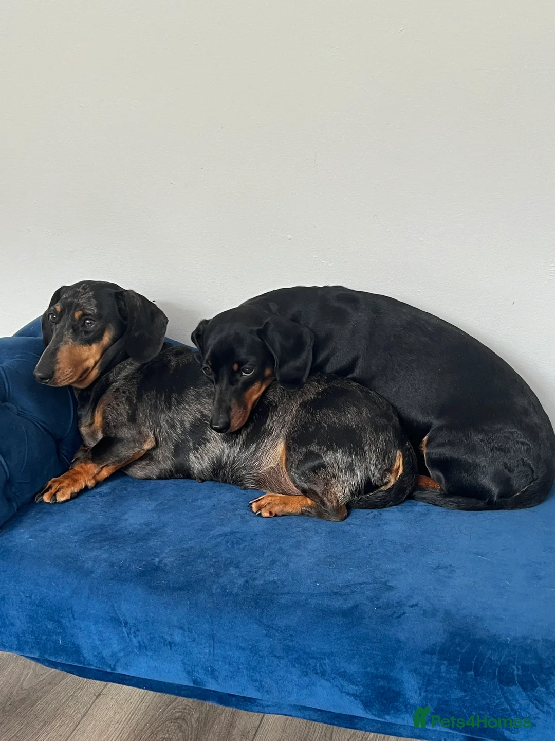 Miniature Dachshund dogs for sale: LADY & RUBY - Advert 10