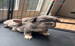 French Bulldog dogs for sale: Cocoa/fawn Fluffy frenchie girl  - Image 2