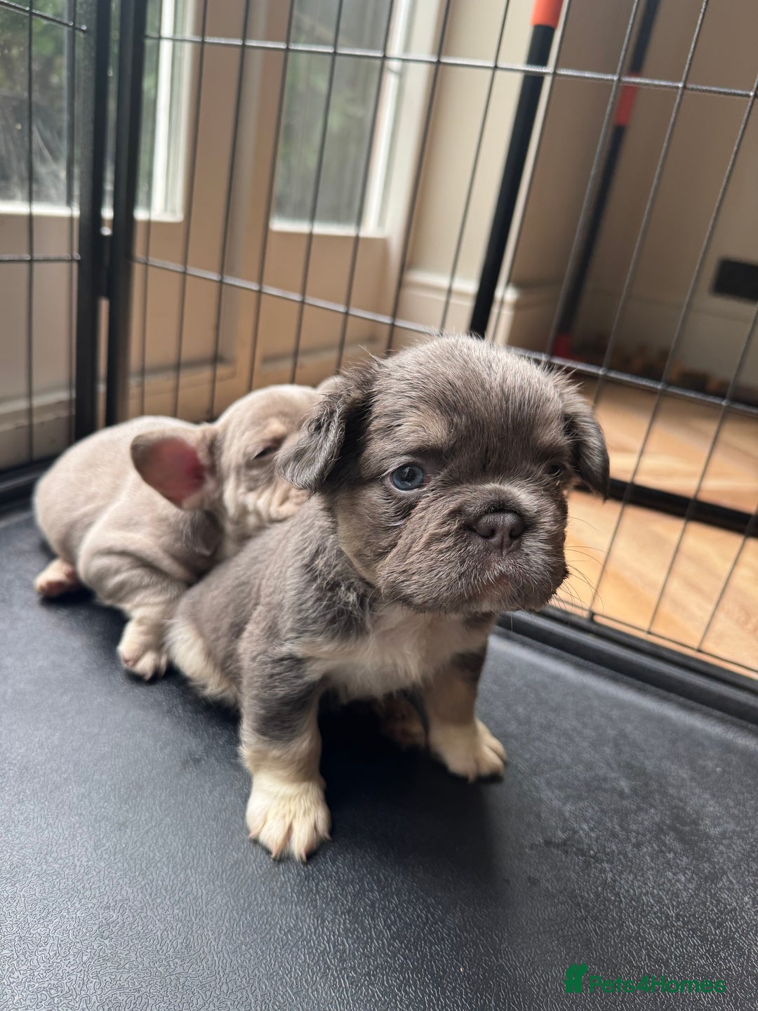 French Bulldog dogs for sale: Cocoa/fawn Fluffy frenchie girl  - Image 2