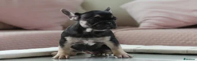 Black and Tan Female 