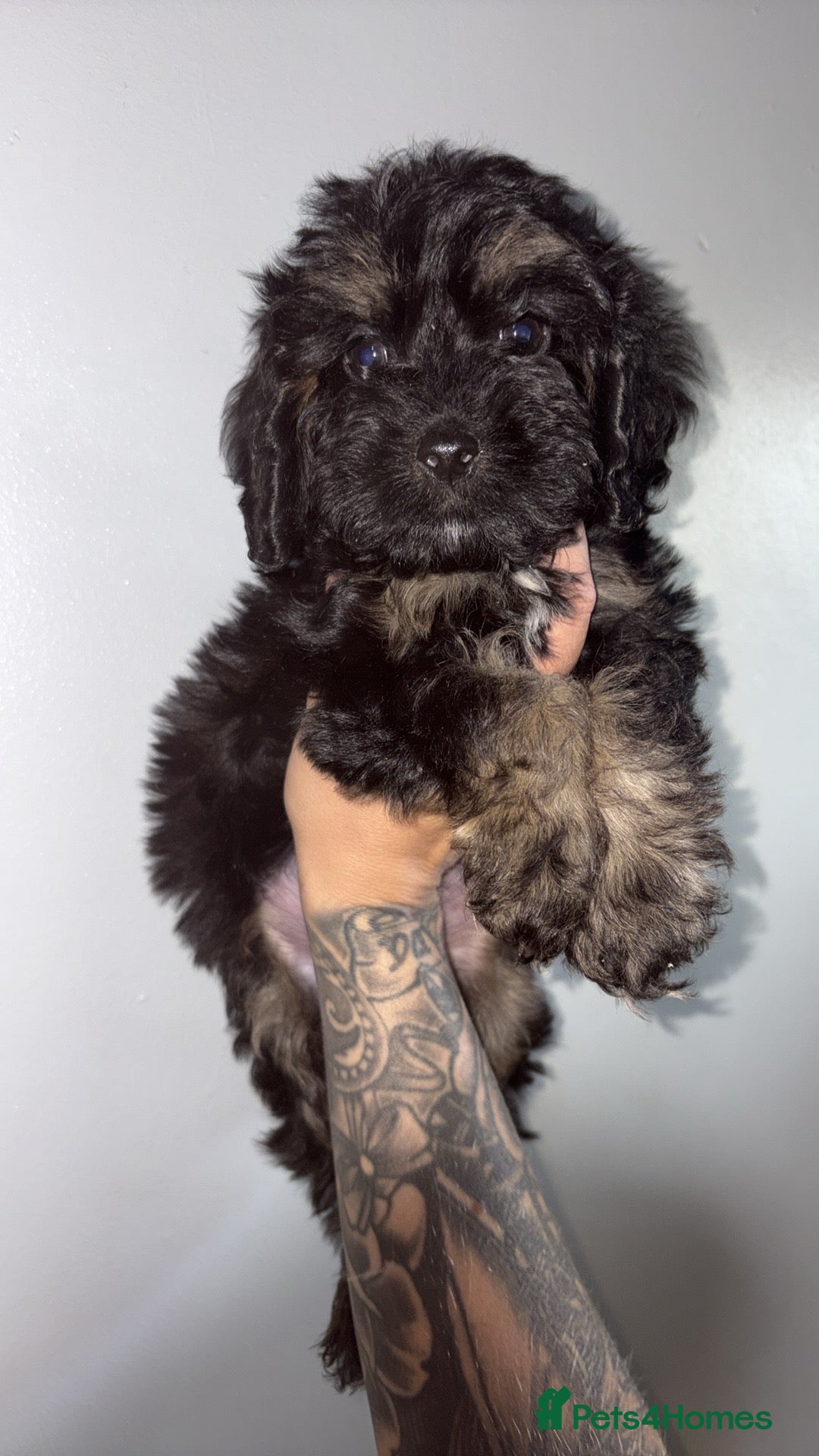 Cockapoo dogs Gorgeous cockapoo puppies READY TO LEAVE - Advert 11