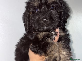 Cockapoo dogs Gorgeous cockapoo puppies READY TO LEAVE - Advert 1