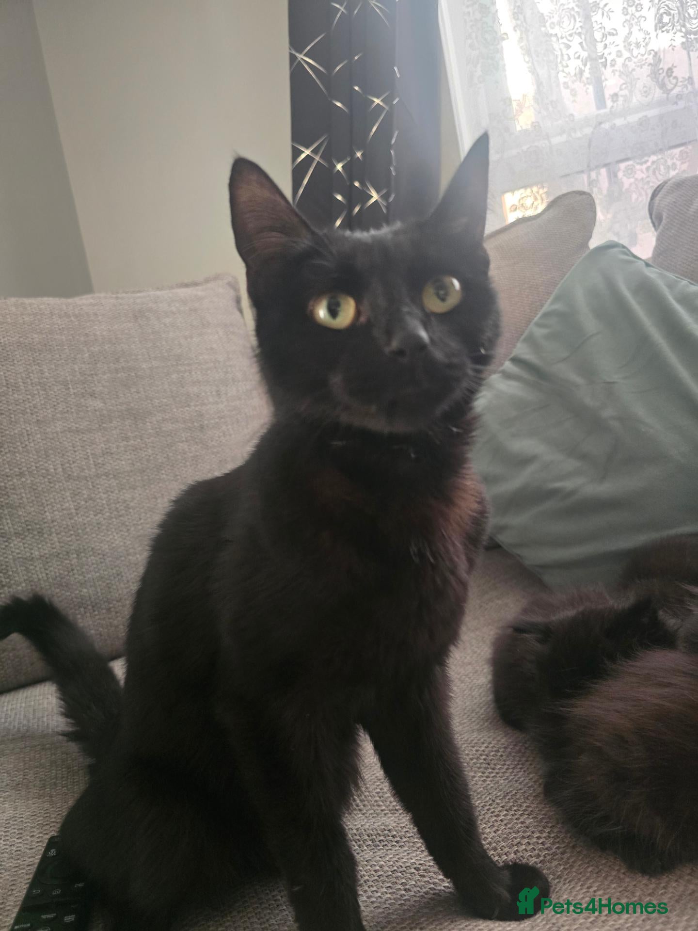 Mixed Breed cats 4 black kittens  for sale  - Advert 1