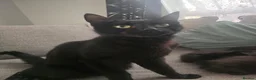 Mixed Breed cats for sale: 4 black kittens  for sale  in Weston-super-Mare - Advert 1