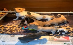 Jack Russell dogs for sale: Exceptional litter of miniature Jack RussellS - Image 3