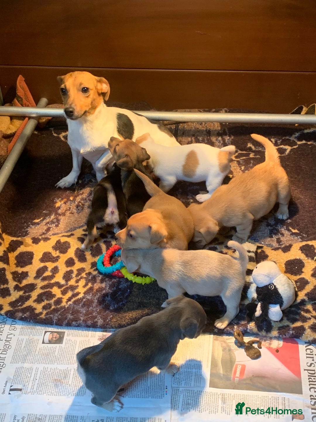 Jack Russell dogs for sale: Exceptional litter of miniature Jack RussellS - Image 3