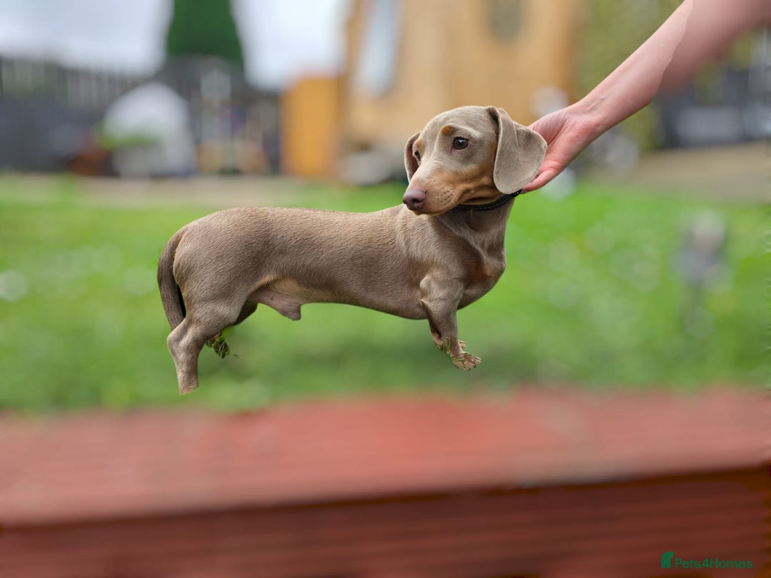 Miniature Dachshund dogs for stud: Miniature Dachshund Stud KC Registered - Image 2