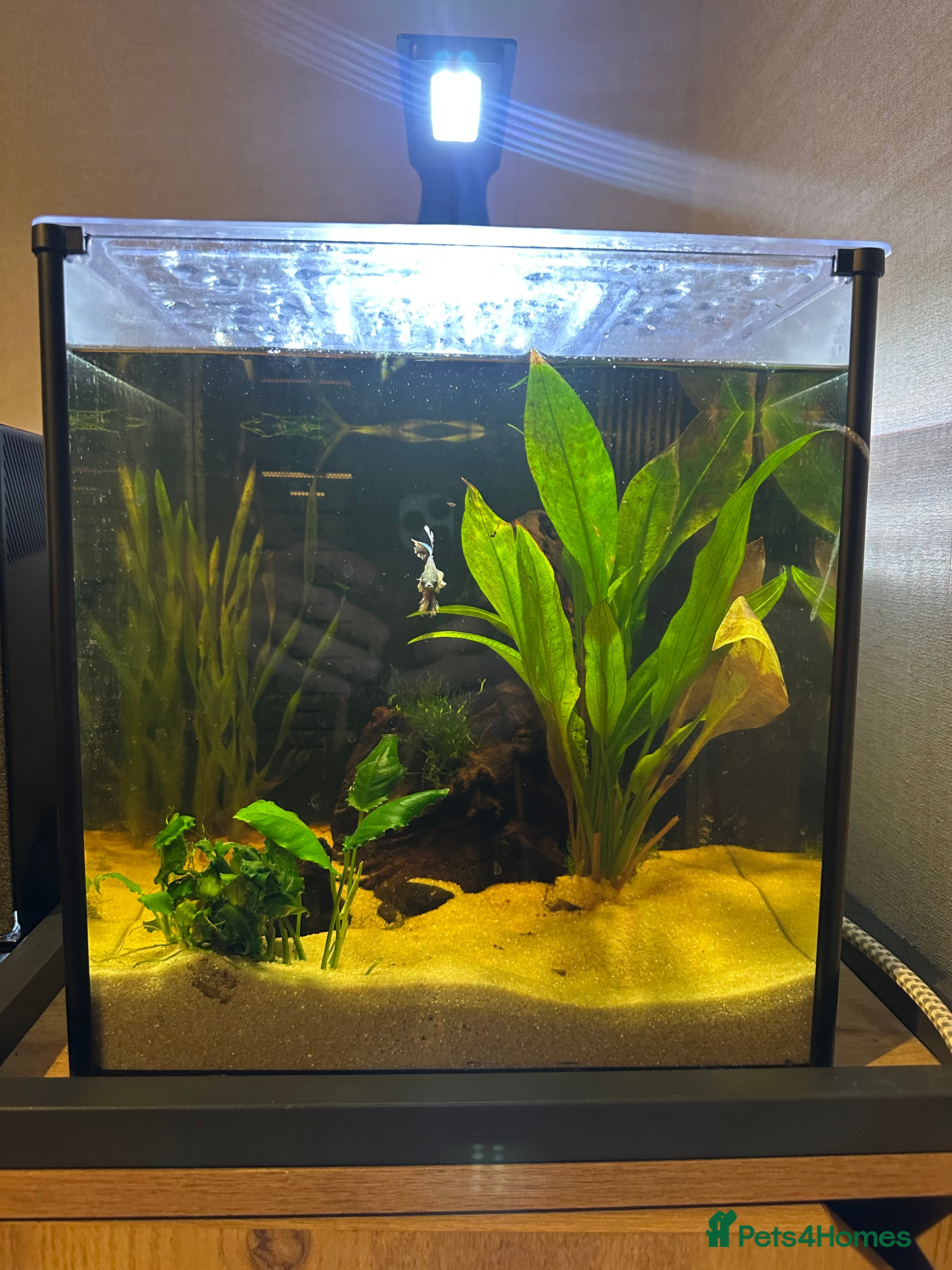 Bettas fish Betta and 30l tank  - Advert 1