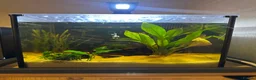 Bettas fish for sale: Betta and 30l tank  - Advert 1