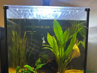 Bettas fish Betta and 30l tank - Advert 1