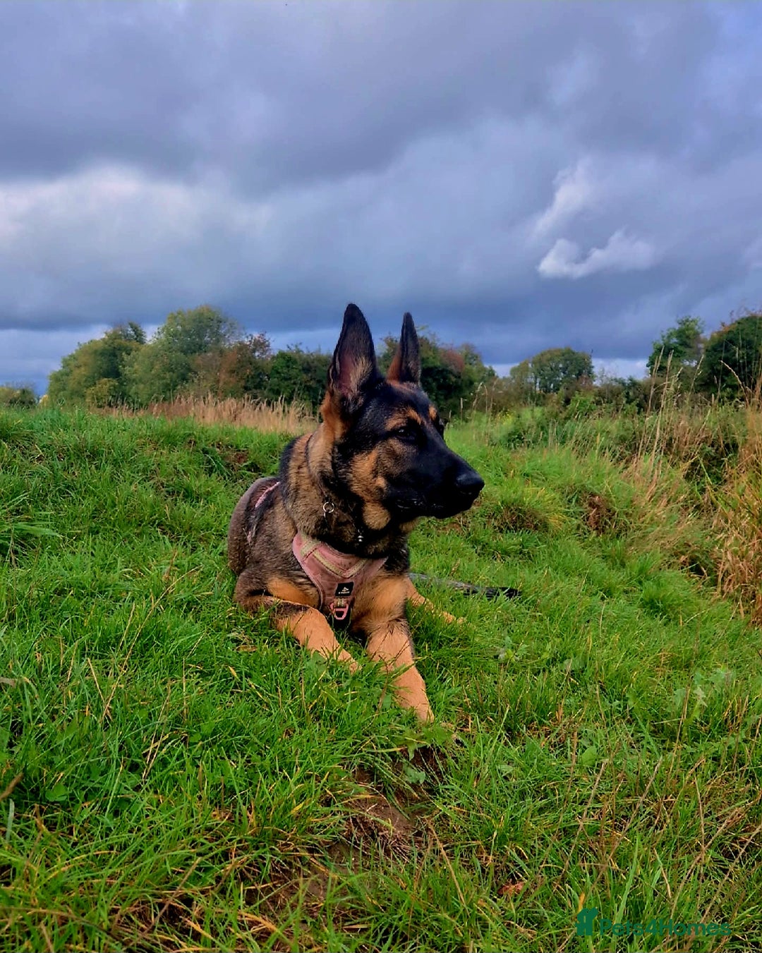 German Shepherd dogs for sale: Beautiful 7Month old German shepard/czech - Advert 1