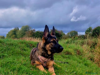 German Shepherd dogs Beautiful 7Month old German shepard/czech - Advert 2