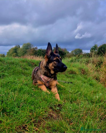 German Shepherd dogs Beautiful 7Month old German shepard/czech - Advert 4