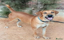 Mixed Breed dogs for adoption: Edward - Image 1