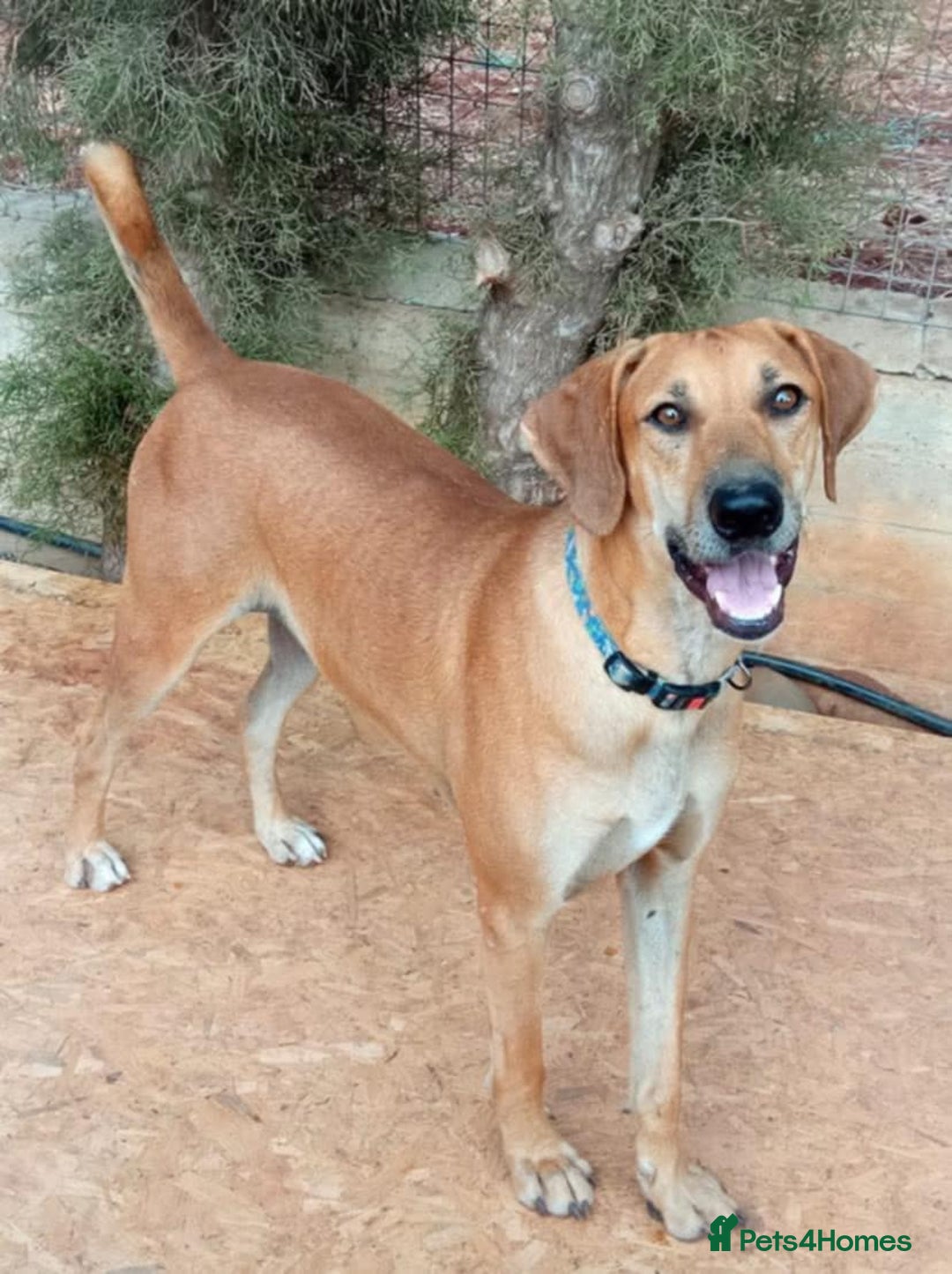 Mixed Breed dogs for adoption: Edward - Image 1