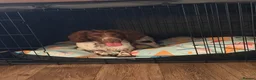 Sprocker dogs for sale: Need to rehome - Advert 3