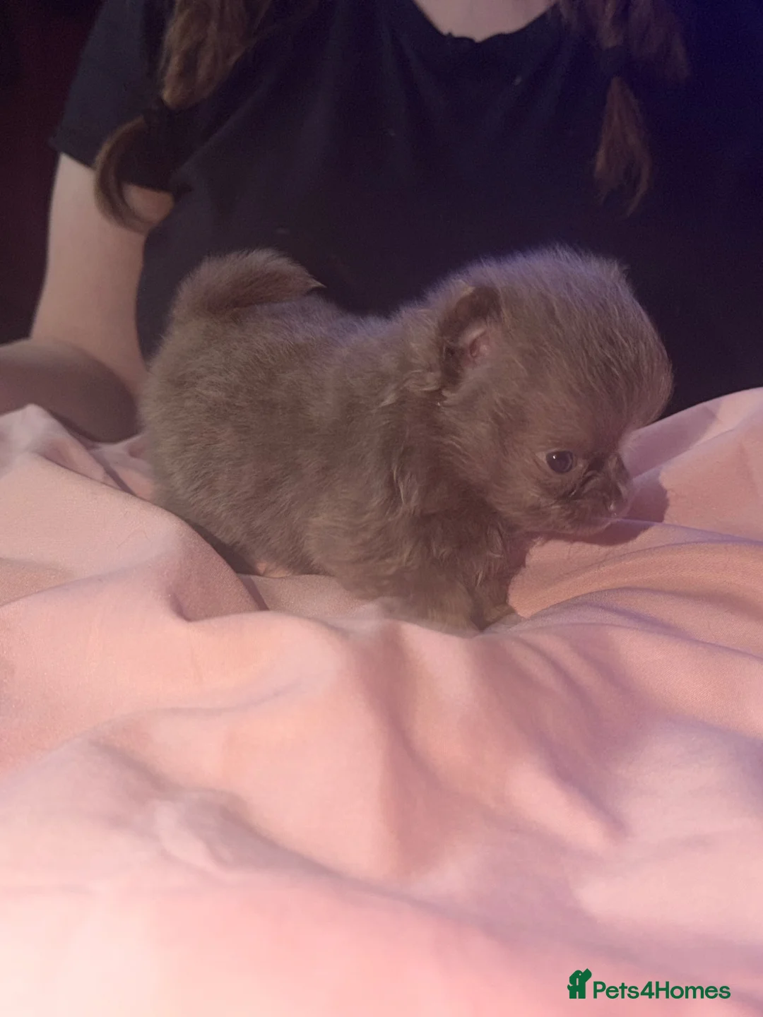 Pomchi dogs for sale: Tiny 3/4 Pomeranian 1/4 chi beautiful colour pups  - Advert 10