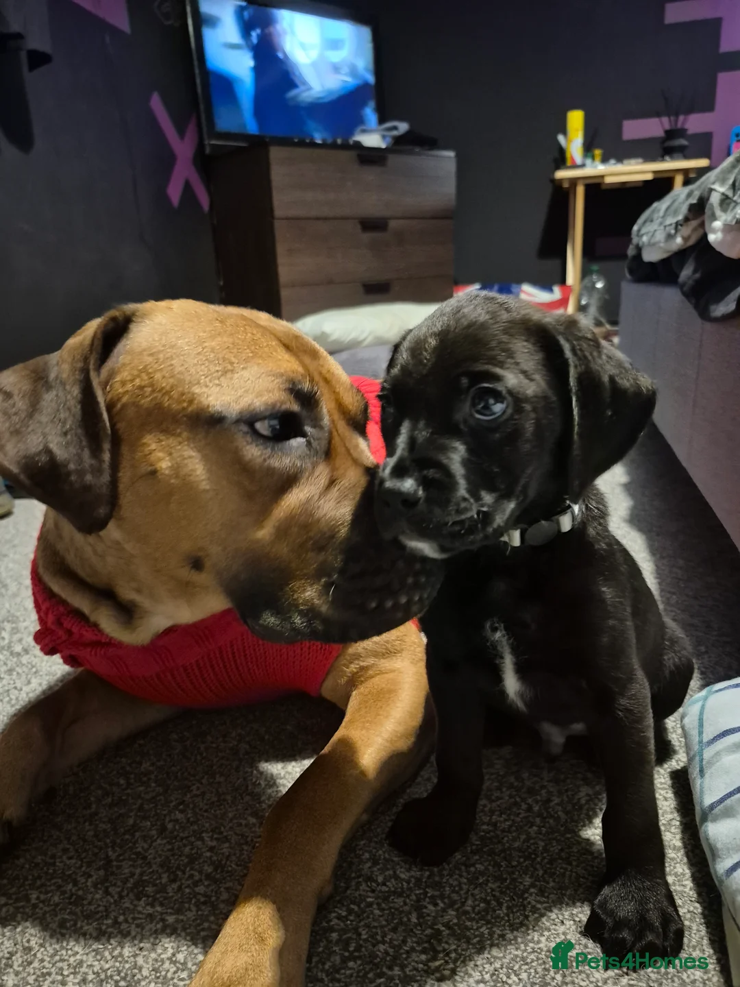 Mixed Breed dogs for sale: Black Bullmastiff BOY X Springer Spaniel  - Advert 5