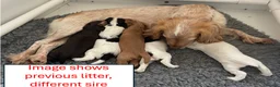 Cocker Spaniel dogs for sale: Working cocker spaniel puppies due 7th Sept - Advert 4
