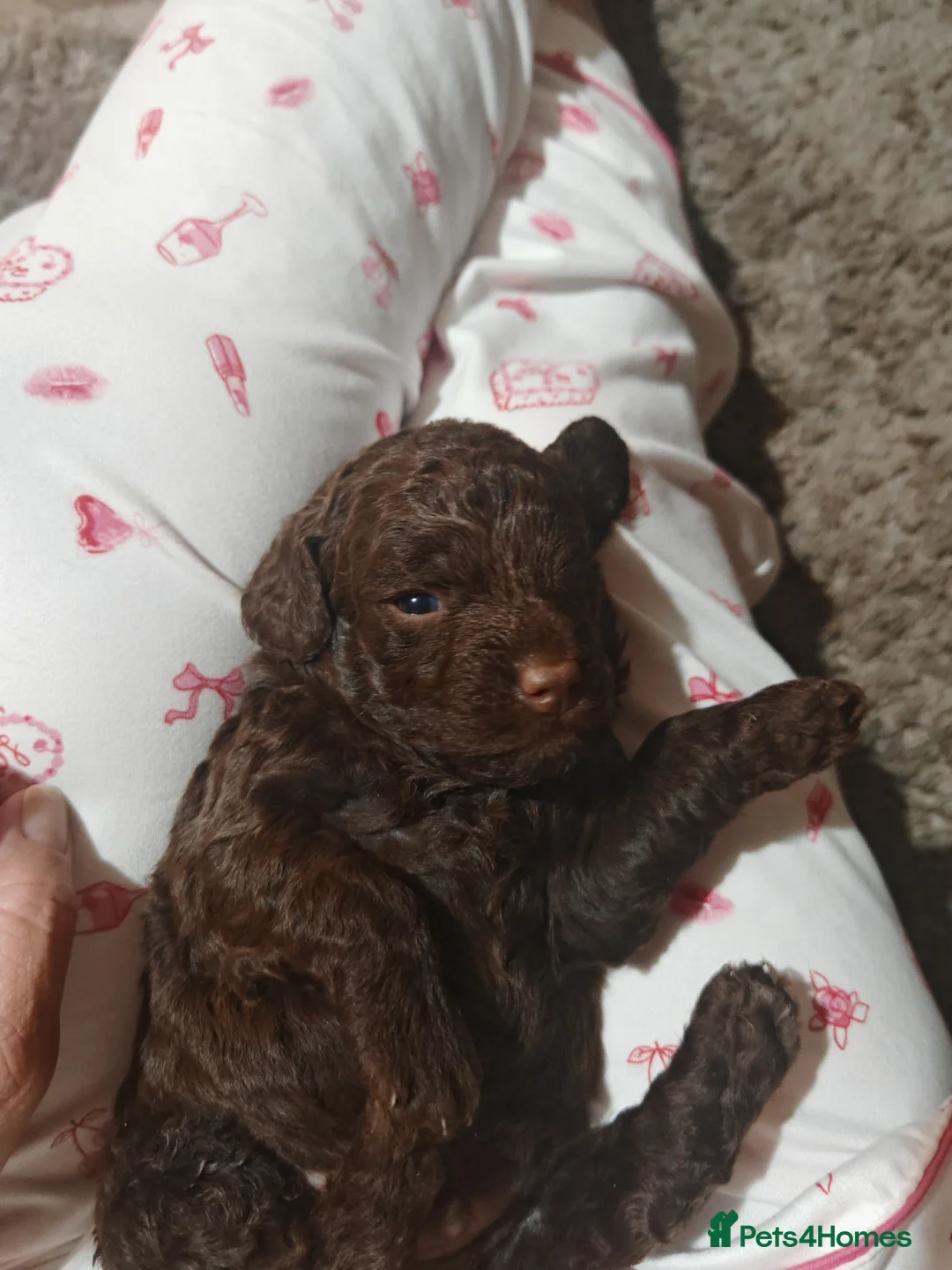 Cockapoo dogs for sale: Cockapoo puppies  - Advert 11