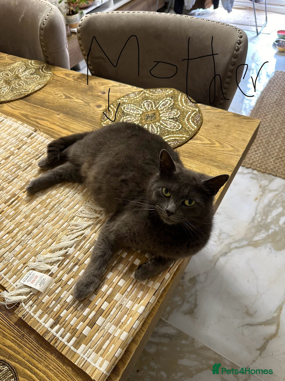Russian Blue cats for sale: 🐾Pure Russian Blue Looking for a Forever Home  - Image 6