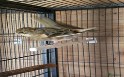 Canaries birds for sale: Canarys  - Image 3